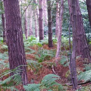 Los bosques son grandes sumideros de carbono